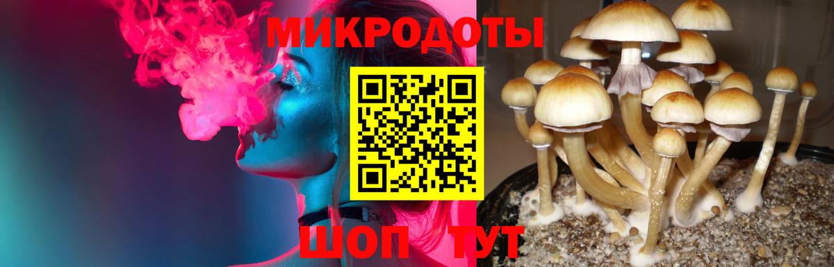 Псилоцибиновые грибы Psilocybine cubensis Будённовск